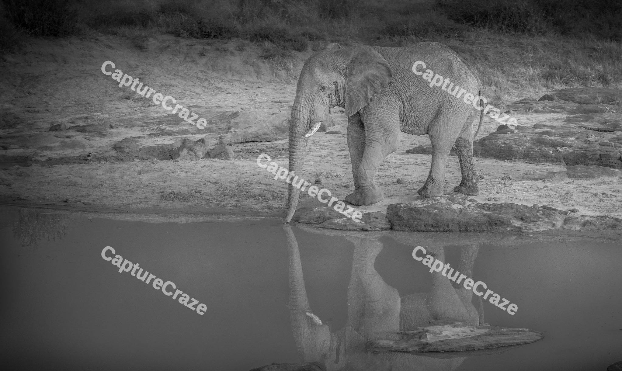 An Elephant drinking water